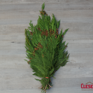 BUNCHED - CEDAR CONED