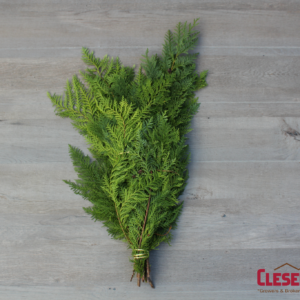 BUNCHED - CEDAR PORT ORFORD