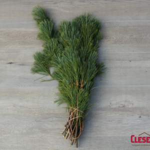 BUNCHED - PRINCESS PINE