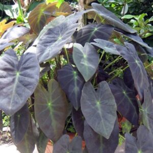 COLOCASIA - BLACK BEAUTY