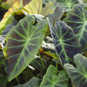 COLOCASIA - ILLUSTRIS