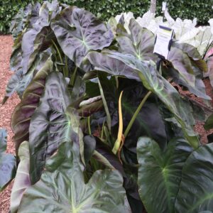 COLOCASIA - ROYAL HAWAIIAN ALOHA