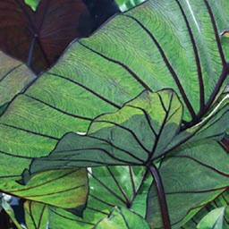 COLOCASIA - ROYAL HAWAIIAN BLUE HAWAII
