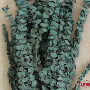 EUCALYPTUS - BUNCHED GREEN