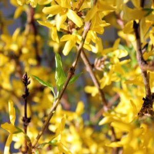 FORSYTHIA 48-60"