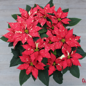POINSETTIA - RED GLITTER 8.5IN 3 BRANCH