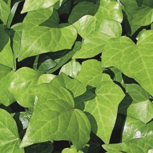 IVY - ALGERIAN GREEN 10IN HB