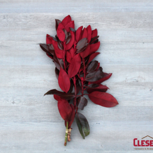 MAGNOLIA - TINTED RED