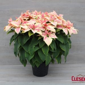 POINSETTIA - MARBLE 10IN 4 BRANCH
