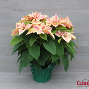 POINSETTIA - MARBLE 8.5IN 3 BRANCH