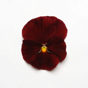 PANSY - MATRIX SCARLET