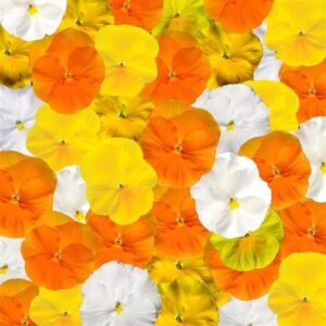 PANSY - DELTA PRO CITRUS MIX