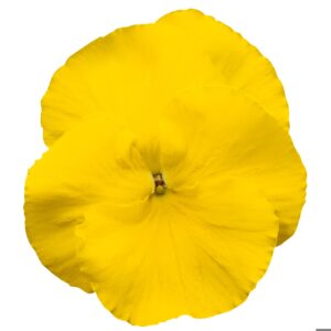 PANSY - DELTA PRO CLEAR YELLOW