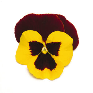 PANSY - MATRIX RED WING