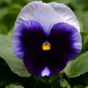 PANSY - MATRIX BEACONSFIELD