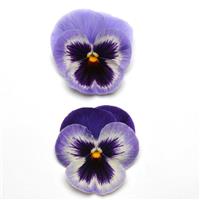 PANSY - MATRIX BLUE WING