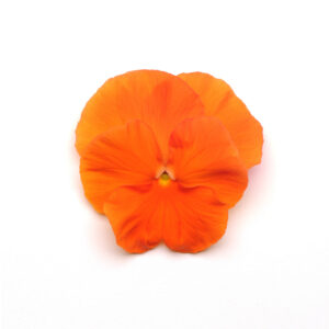 PANSY - MATRIX DEEP ORANGE