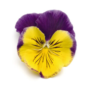 PANSY - MATRIX MORPHEUS