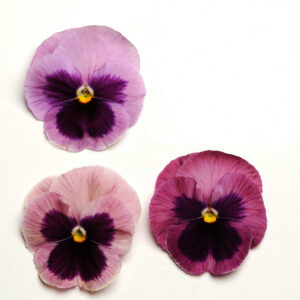 PANSY - MATRIX PINK SHADES