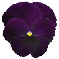 PANSY - MATRIX PURPLE