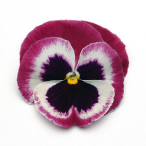 PANSY - MATRIX ROSE WING