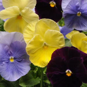 PANSY - MATRIX TRICOLOR MIX