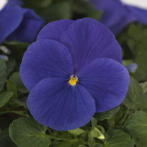 PANSY - MATRIX TRUE BLUE