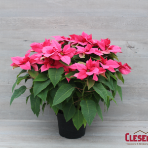 POINSETTIA - PINK 10IN 4 BRANCH
