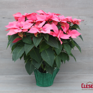 POINSETTIA - PINK 8.5IN 3 BRANCH