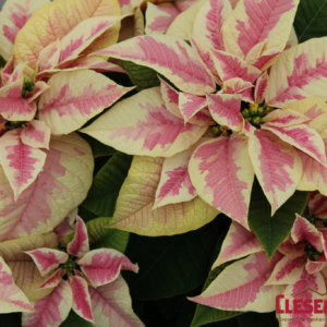 POINSETTIA - MARBLE 6.5IN 1 BRANCH