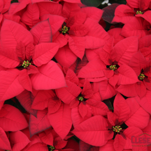 POINSETTIA - RED 6.5IN 1 BRANCH