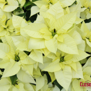 POINSETTIA - WHITE 6.5IN 1 BRANCH