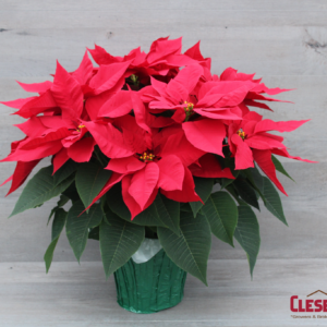 POINSETTIA - RED 8.5IN 3 BRANCH