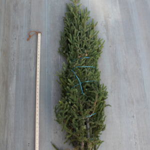 SPRUCE TOPS - MEDIUM (PK 5)