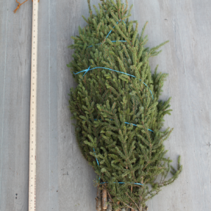 SPRUCE TOPS - SMALL (PK 10)