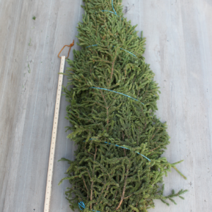 SPRUCE TOPS - LARGE (PK 5)