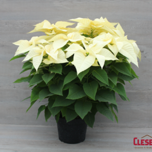 POINSETTIA - WHITE 10IN 4 BRANCH