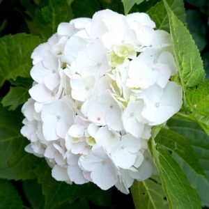 HYDRANGEA - WHITE