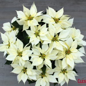 POINSETTIA - WHITE 8.5IN 3 BRANCH