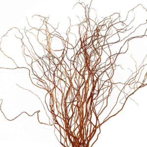 CURLY WILLOW - BRONZE/RED 72-84IN