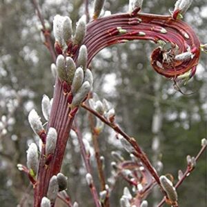 PUSSYWILLOW - FANTAIL 36-48IN