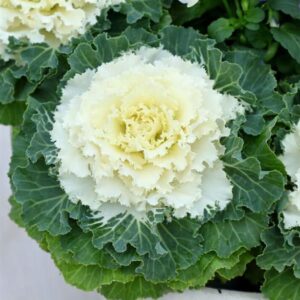 ORNAMENTAL CABBAGE - OSAKA WHITE IQ 4IN