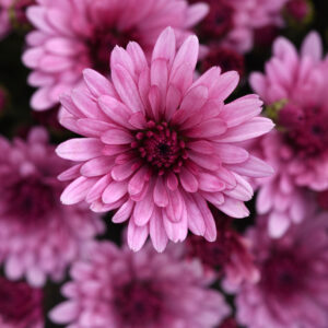 GARDEN MUM - COSMIC PINK 4IN