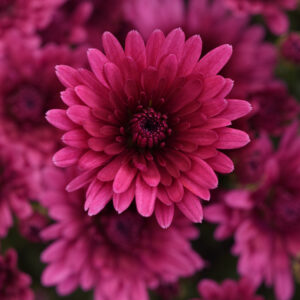 GARDEN MUM - COSMIC PURPLE 4IN