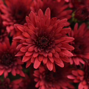 GARDEN MUM - COSMIC RED 4IN