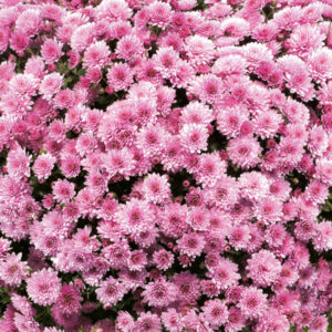 GARDEN MUM - JASODA PINK 4IN