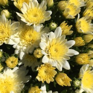 GARDEN MUM - MORGANA WHITE 4IN