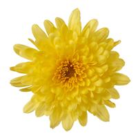 GARDEN MUM - MORGANA YELLOW 4IN
