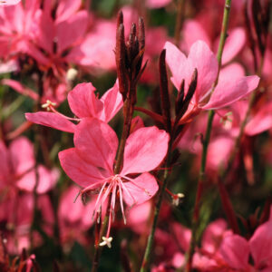 GAURA - BELLEZA PINK