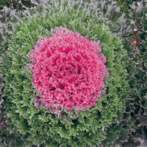 ORNAMENTAL KALE - GLAMOUR RED 4IN